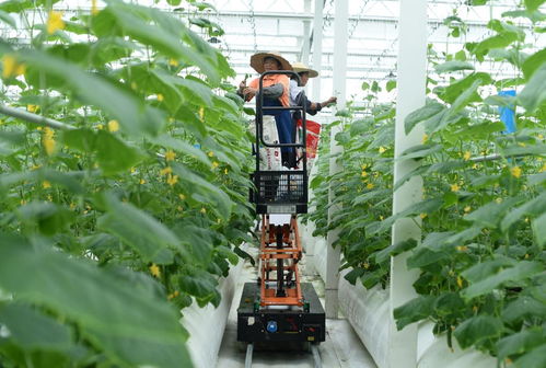 新華網長三角頻道 解碼旅游業務新生態，賦能區域文旅高質量發展