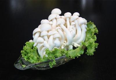 山東廣饒工廠化白玉菇 高科技農業典范，優質農產品遠銷海外
